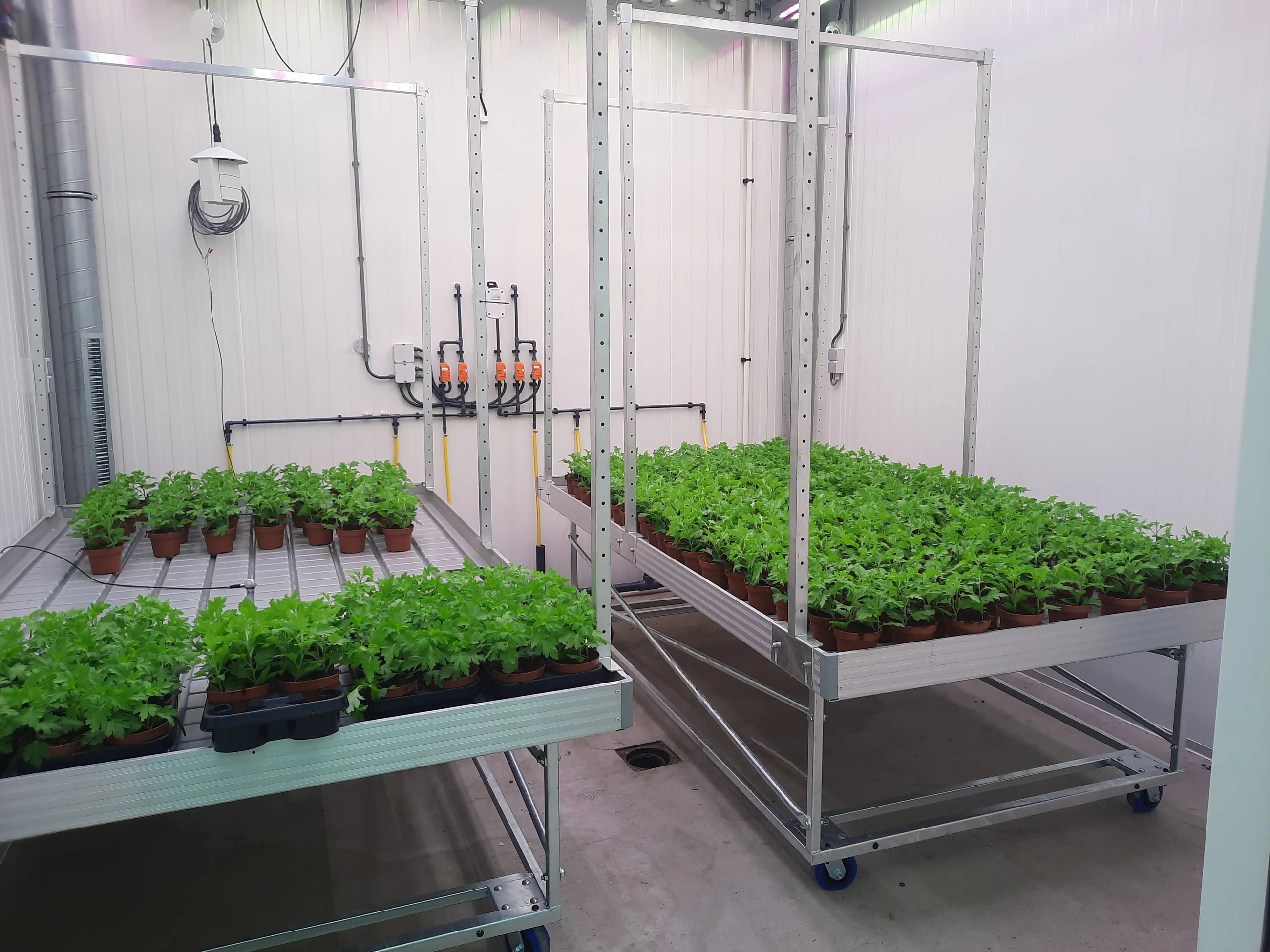 Fertig eingerichtete Anzuchtanlage mit Pflanztischen und Jungpflanzen